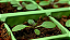 Substrato Carolina Soil Pó de Coco Premium 2801 EC 0,4 - Pronto Uso - 45 Litros - Imagem 5