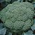 Sementes de Brócolis Híbrido Avenger - 120 mg - Isla Sakata - Imagem 3