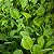 Sementes de Couve Tatsoi Xangai - 1,50g - Isla - Imagem 3