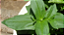 Sementes de Zinnia Liliput Sortida - 300 mg - Isla - Imagem 6