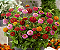Sementes de Zinnia Liliput Sortida - 300 mg - Isla - Imagem 5