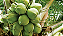 Forth Coqueiros - Adubo - Favorece a Produção - 3kg - Imagem 6