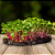 Sementes de Microverdes de Rabanete Ganga/Rose - 100g - Isla PRO - Imagem 6