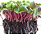 Sementes de Microverdes de Rabanete Ganga/Rose - 100g - Isla PRO - Imagem 2