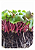 Sementes de Microverdes de Rabanete Ganga/Rose - 100g - Isla PRO - Imagem 4