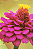 Sementes Orgânicas de Zinnia Liliput Sortida - 0,3g - Korin - Imagem 4