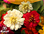 Sementes Orgânicas de Zinnia Liliput Sortida - 0,3g - Korin - Imagem 3