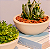 Vaso Bacia PP Areia - 21x9cm - Vasap Design - Imagem 1