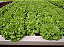 Sementes Orgânicas de Alface Crocantela - 0,05g - Korin - Imagem 3