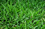 Sementes de Grama Folha Fina Carpete/Bermuda - 3g - Isla - Imagem 4