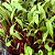 Sementes de Microverdes de Beterraba Shankar - 100g - Isla PRO - Imagem 2
