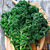 Sementes de Couve Kale Arizona - 800mg - Isla - Imagem 2