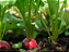 Sementes de Rabanete Apolo Vermelho - 100g -  Isla PRO - Imagem 5