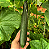 Sementes de Pepino Japonês Híbrido Nagato - 271mg - Isla - Imagem 2