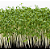 Sementes de Microverdes de Agrião Ravi do Seco 2,4g - Isla - Imagem 4