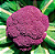 Sementes de Couve-Flor Roxa - 400mg - Isla - Imagem 2