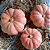 Sementes de Mini Abóbora Ouro Rosa 7,50g - Isla - Imagem 6