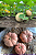Sementes de Mini Abóbora Ouro Rosa 7,50g - Isla - Imagem 2