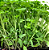 Sementes de Microverdes de Salsa Manu - 100g - Isla PRO - Imagem 3