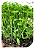 Sementes de Microverdes de Salsa Manu - 100g - Isla PRO - Imagem 5