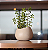 Vaso Texturizado Oval 12 Cimento - Terraza - Nutriplan - Imagem 2