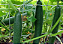 Sementes de Pepino Japonês Hiroshi 1g - Isla - Imagem 2