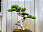 Tesoura de Poda Especial para Bonsai - 20 cm - Imagem 3