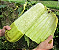 Sementes de Bucha Esponja Vegetal 2,50g - Isla - Imagem 4