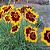 Sementes de Caliopsis Elegans Bicolor - 300mg - Isla - Imagem 2
