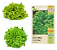 Sementes de Alface Mimosa Salad Bowl 400mg - Isla - Imagem 2