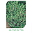 Sementes de Tomilho 100mg - Isla Linha Multi - Imagem 5