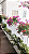 Fosfato de Rocha - Adubo para Plantio e Flores 1Kg - Maxgreen - Imagem 6
