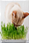 Kit 3 Sementes de Grama Félix - Erva para Gatos - 2g - Isla Linha Pet - Imagem 2