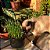 Kit 3 Sementes de Grama Félix - Erva para Gatos - 2g - Isla Linha Pet - Imagem 4
