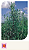 Sementes de Alecrim Rosmarinho 50mg - Isla Linha Multi - Imagem 4