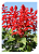 Sementes de Sálvia Splendens Alta/Flor-de-Cardeal - 200mg - Isla - Imagem 3