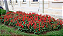 Sementes de Sálvia Splendens Alta/Flor-de-Cardeal - 200mg - Isla - Imagem 5