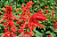 Sementes de Sálvia Splendens Alta/Flor-de-Cardeal - 200mg - Isla - Imagem 2