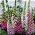 Sementes de Dedalaeira Digitalis Flor de Gloxínia Sortida - 300mg - Isla - Imagem 4