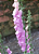 Sementes de Dedalaeira Digitalis Flor de Gloxínia Sortida - 300mg - Isla - Imagem 6