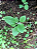 Sementes de Dedalaeira Digitalis Flor de Gloxínia Sortida - 300mg - Isla - Imagem 3