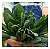 Sementes de Couve Kale Floribela - 1,40g - Isla Linha Multi - Imagem 3