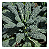 Sementes de Couve Kale Floribela - 1,40g - Isla Linha Multi - Imagem 4