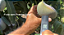 Protetor Solar Para Plantas E700 Fertilizante 1L - Solo Rico - Imagem 2