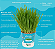 Plantas Para Pets Aveia Orgânica - Graminha Pet - Imagem 2