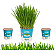 Plantas Para Pets Aveia Orgânica - Graminha Pet - Imagem 4