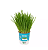 Plantas Para Pets Aveia Orgânica - Graminha Pet - Imagem 3
