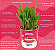 Plantas Para Pets Milho de Pipoca Orgânica - Graminha Pet - Imagem 5