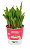 Plantas Para Pets Milho de Pipoca Orgânica - Graminha Pet - Imagem 2