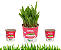 Plantas Para Pets Milho de Pipoca Orgânica - Graminha Pet - Imagem 6